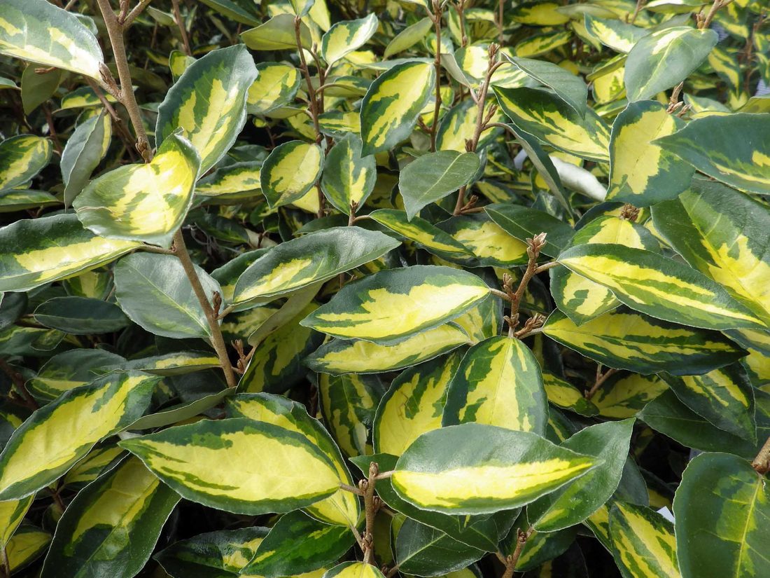 Eleagnus ebbingeii limelight