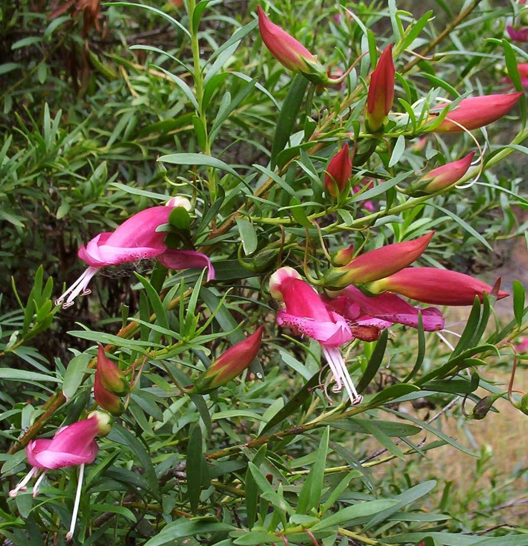 Eremophila maculata