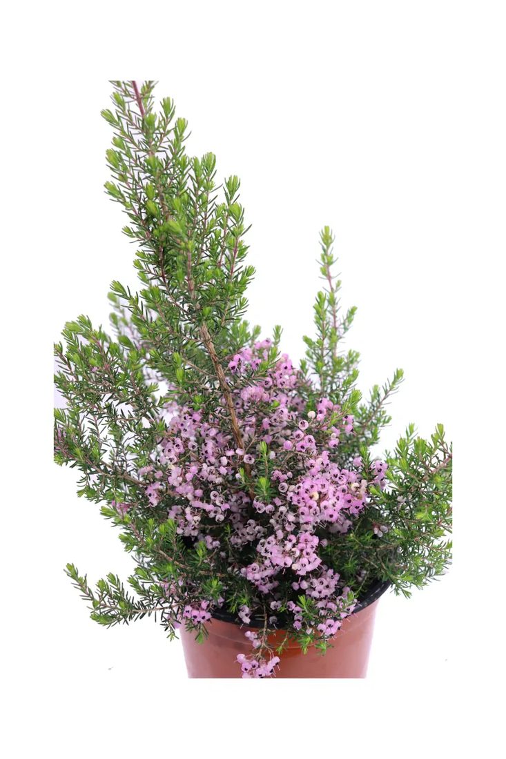 Erica canaliculata