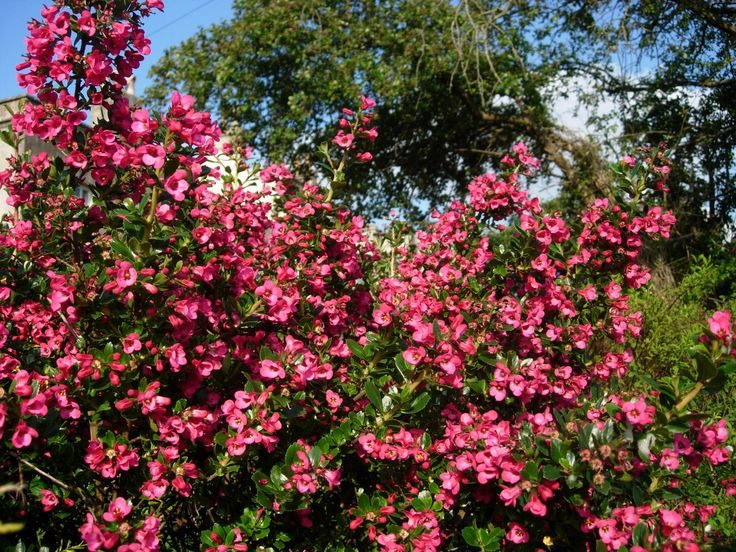 Escallonia floribunda