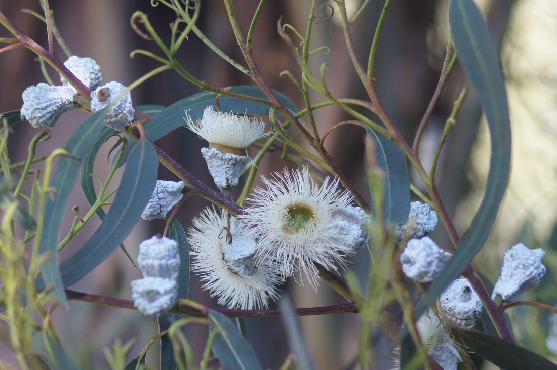 Eucalyptus globolus