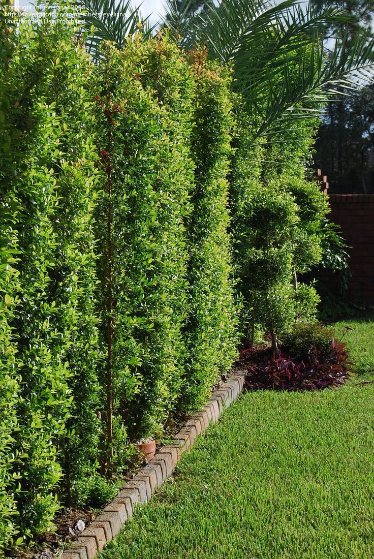 Eugenia myrtifolia new port