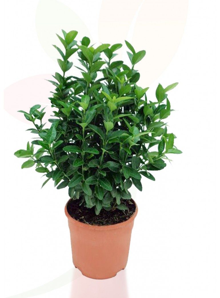 Euonymus japonica compacta
