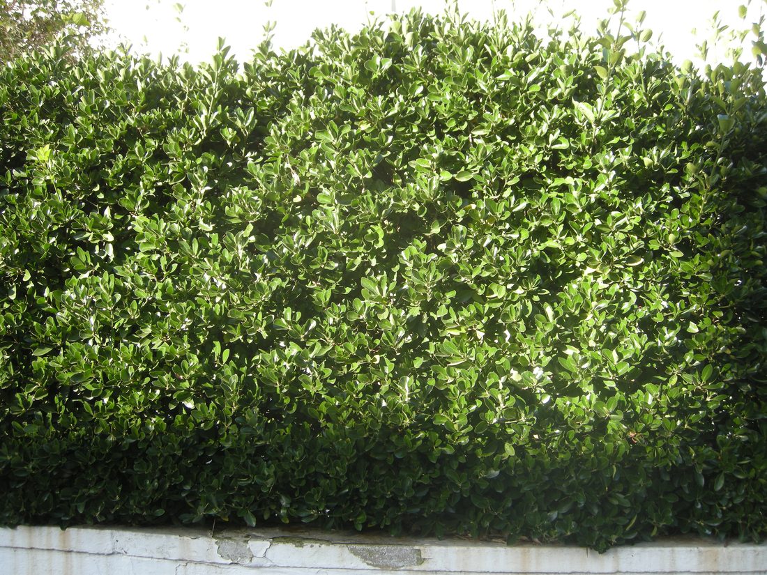 Euonymus japonicus aureus