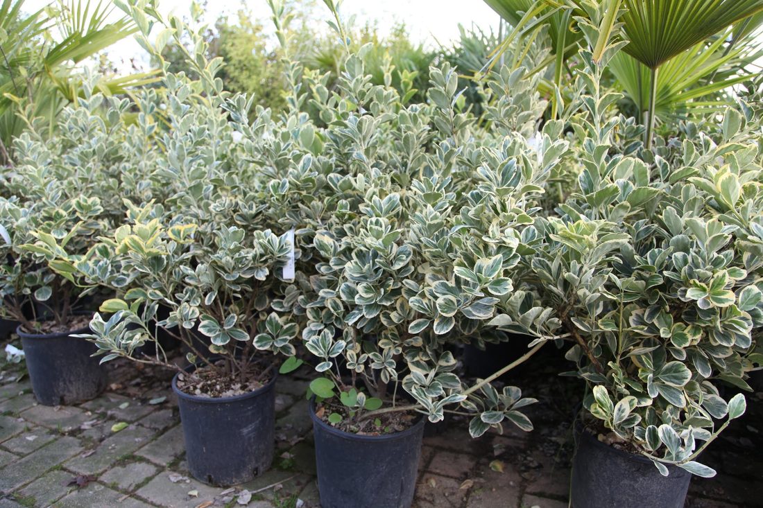 Euonymus japonicus president gauthier