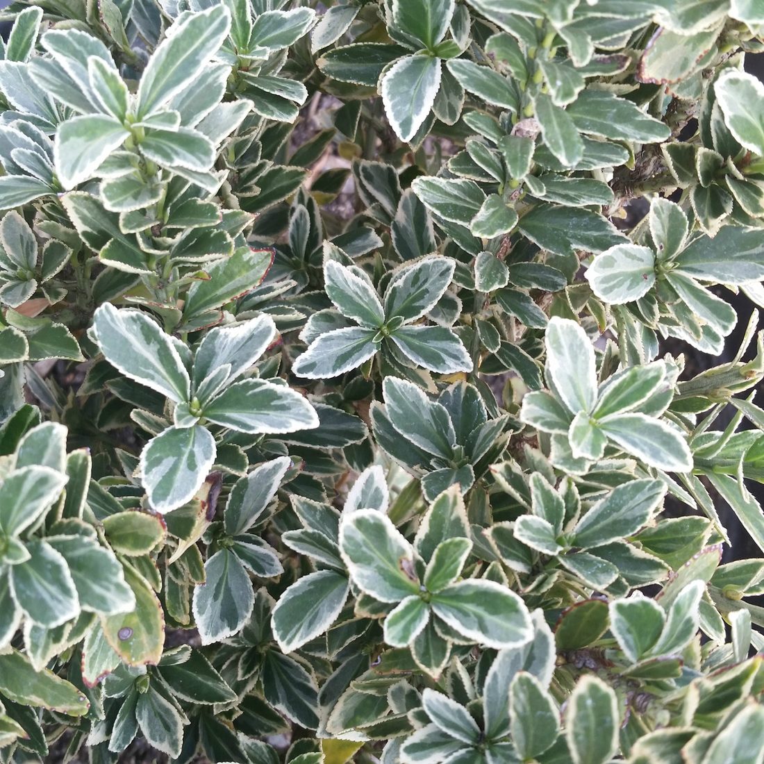Euonymus microphyllus variegato