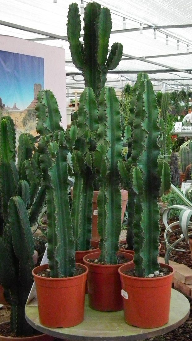 Euphorbia eritrea