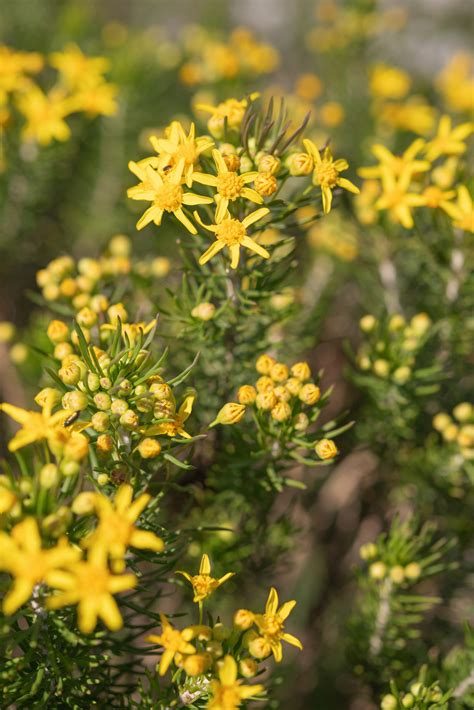 Euriopsis linifolius