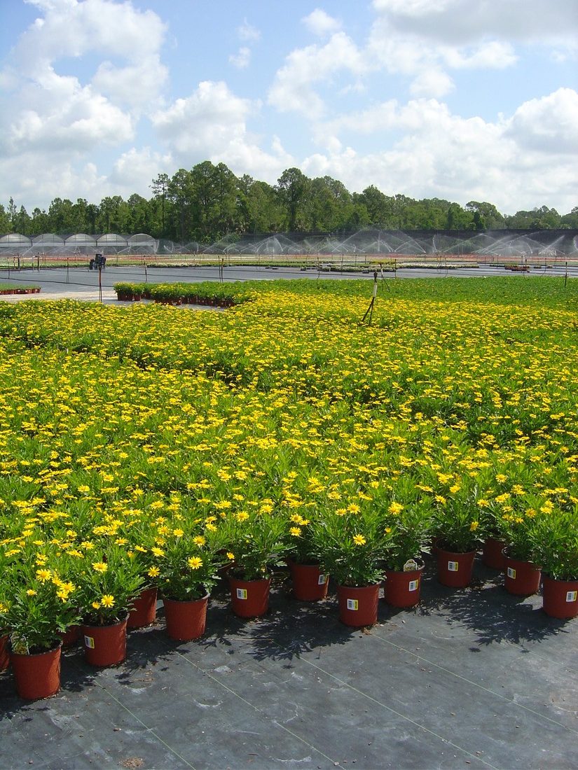 Euryops chrysanthemoides