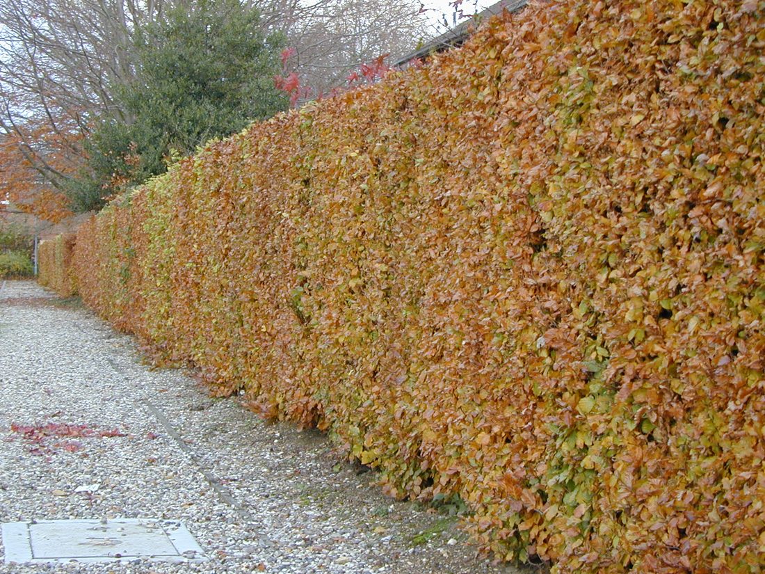 Fagus sylvatica