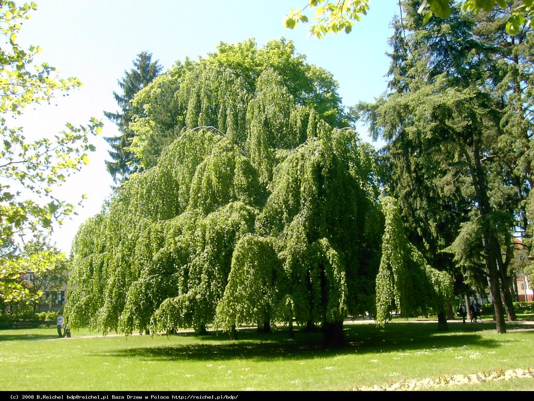 Fagus sylvatica pendula