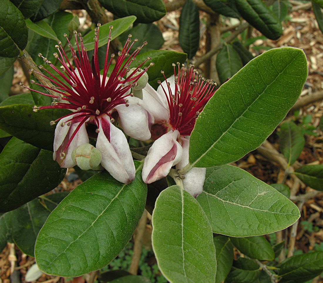 Feijoa sellowiana