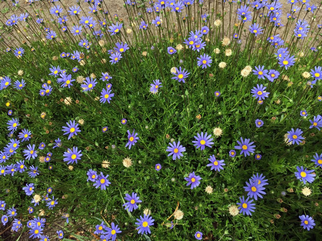 Felicia amelloides (agathaea)