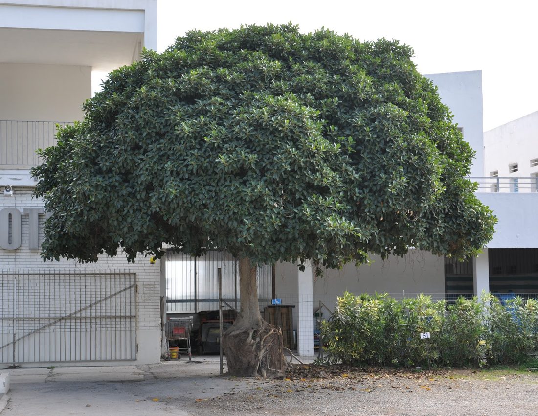 Ficus australis cespuglio