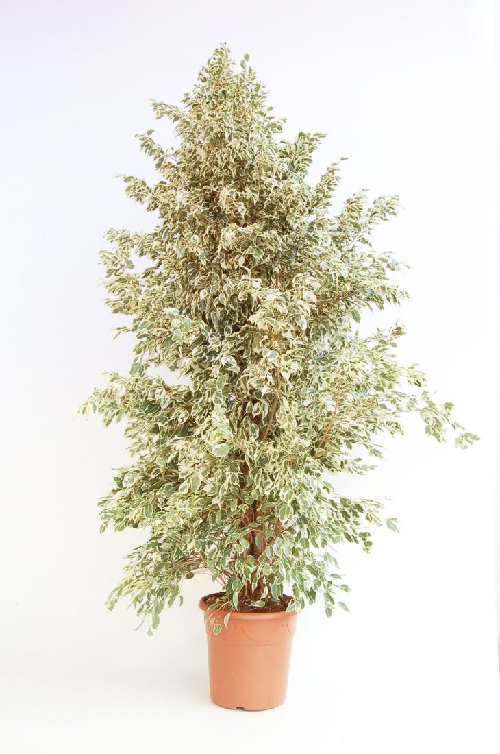 Ficus benjamina