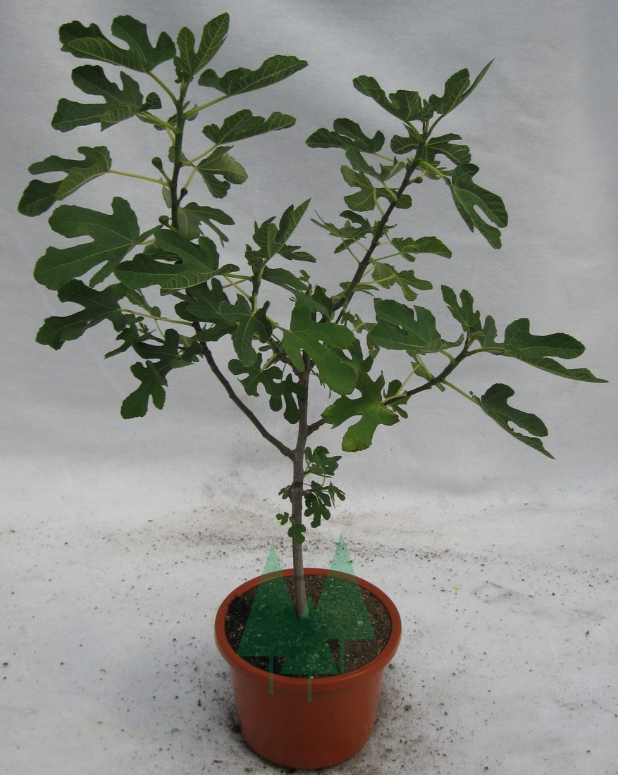 Ficus carica (fico)