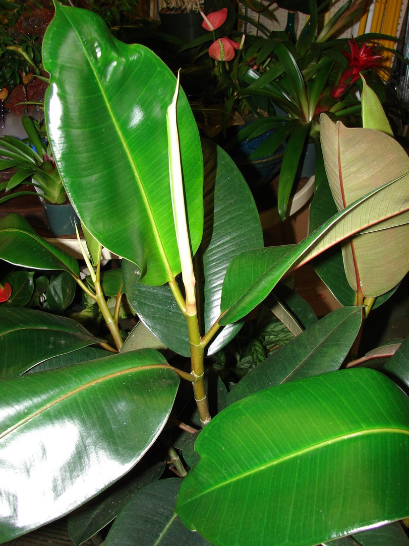 Ficus elastica decora