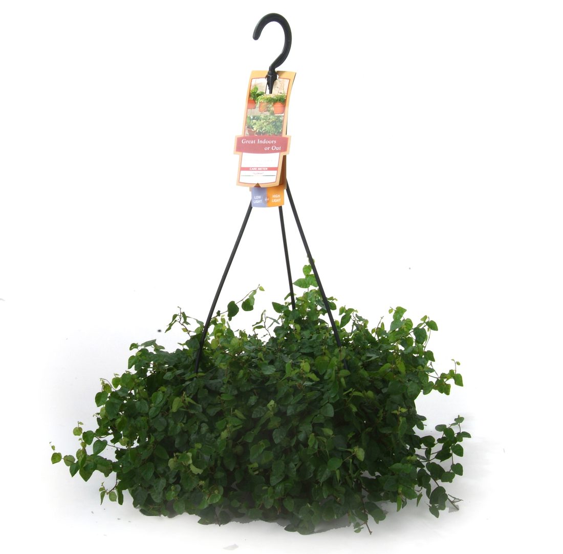 Ficus repens pumila