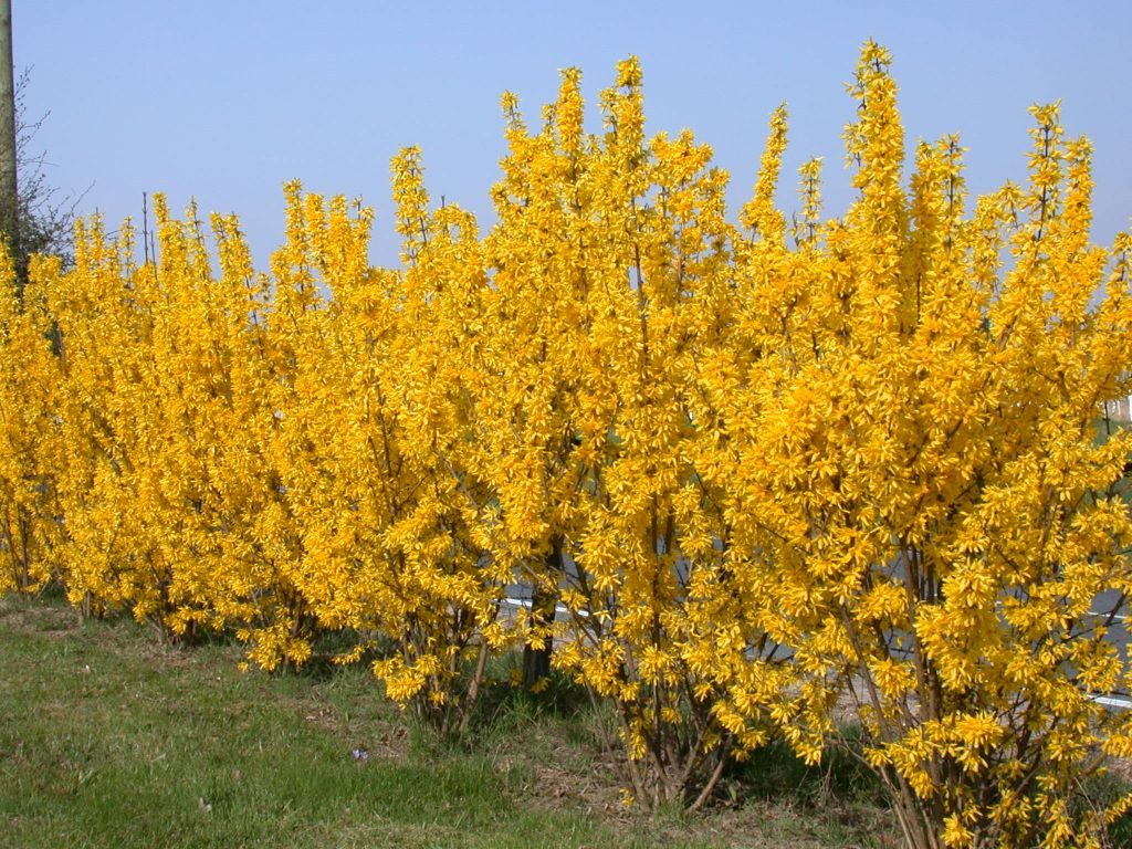 Forsythia intermedia