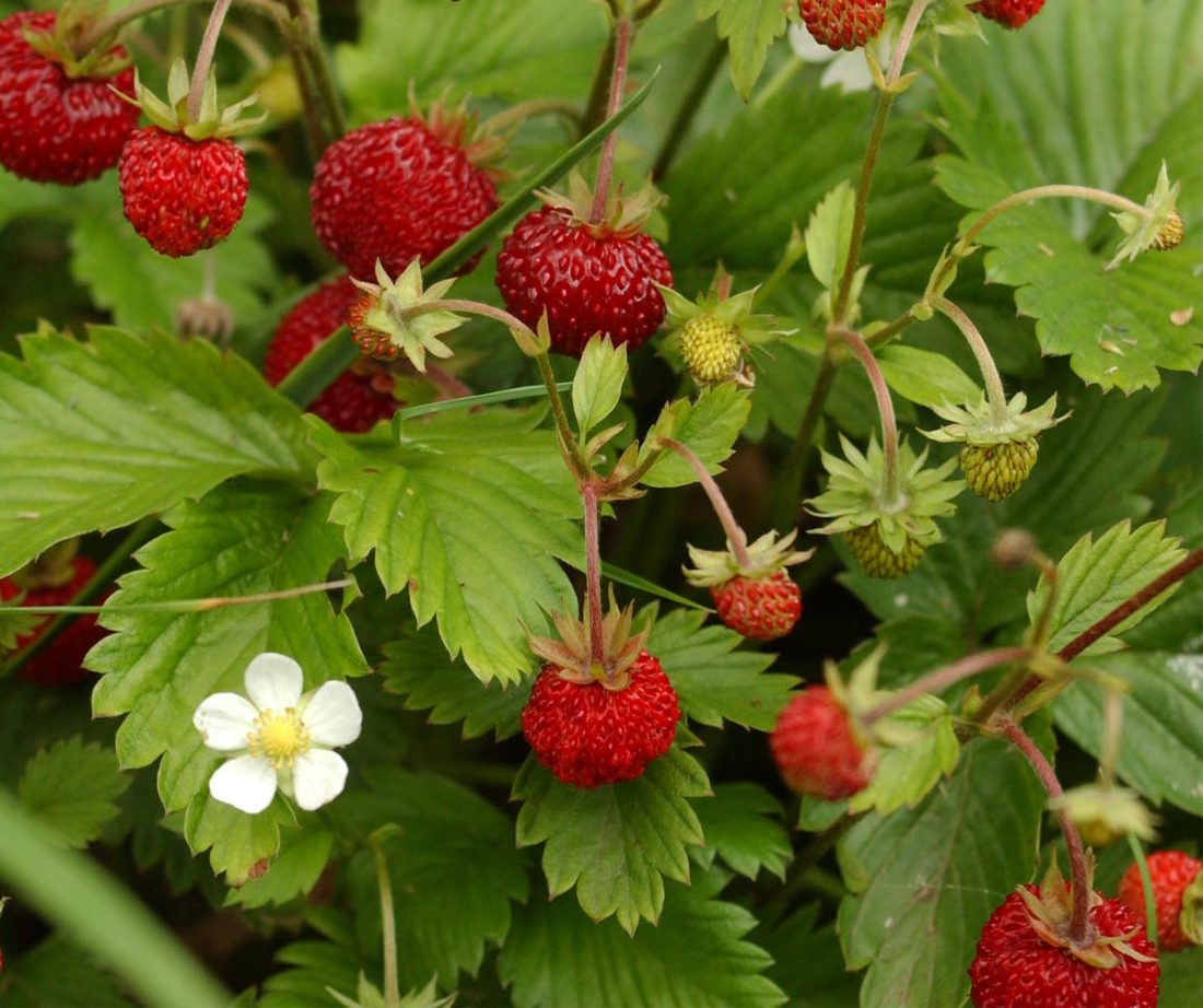 Fragaria vesca (fragola)