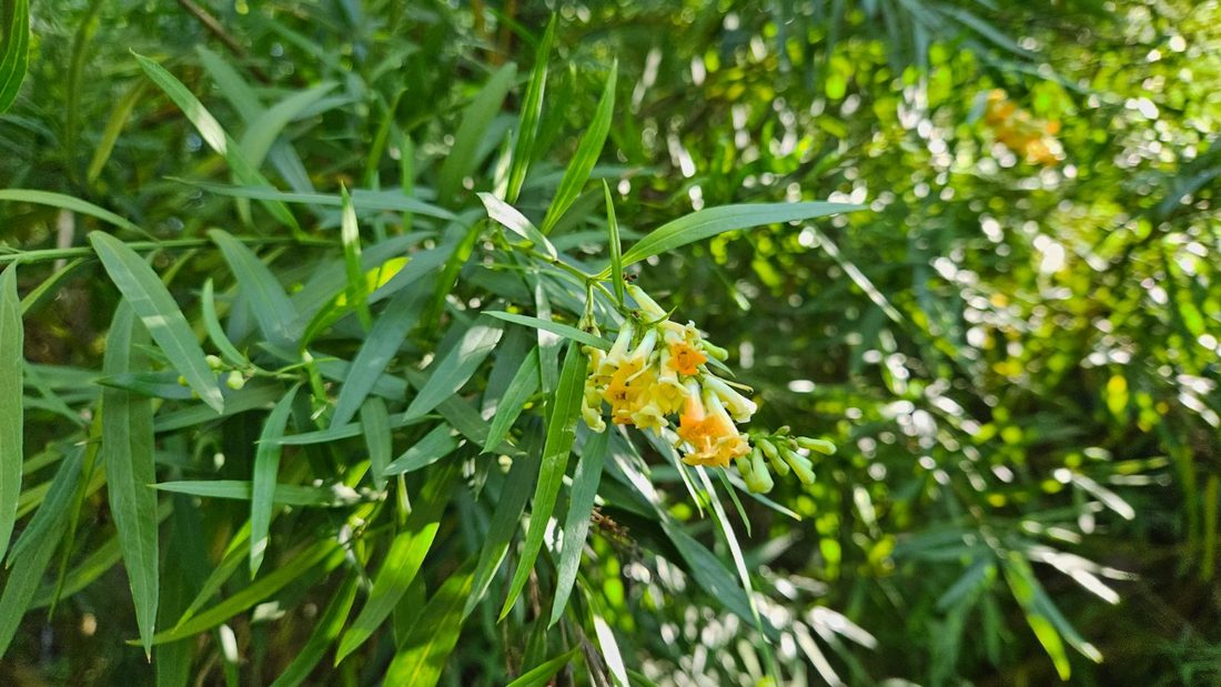 Freylinia cestroides