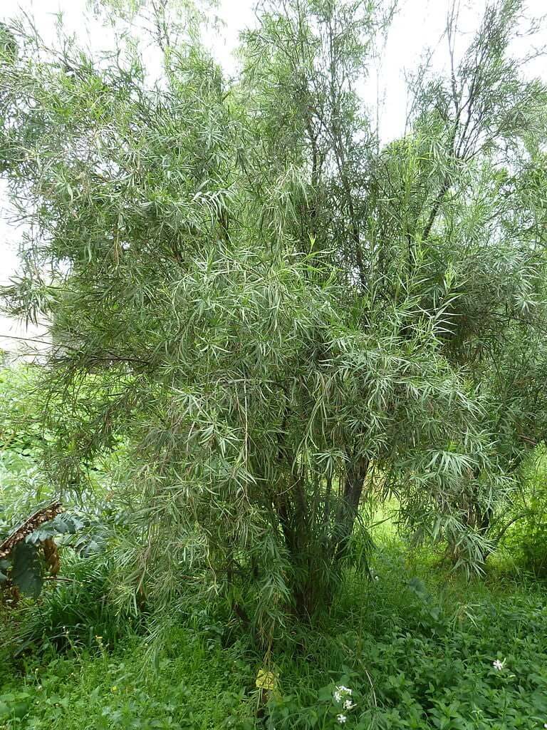 Freylinia lanceolata