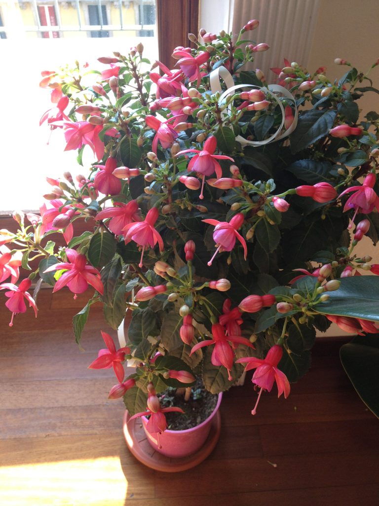 Fuchsia ibridi