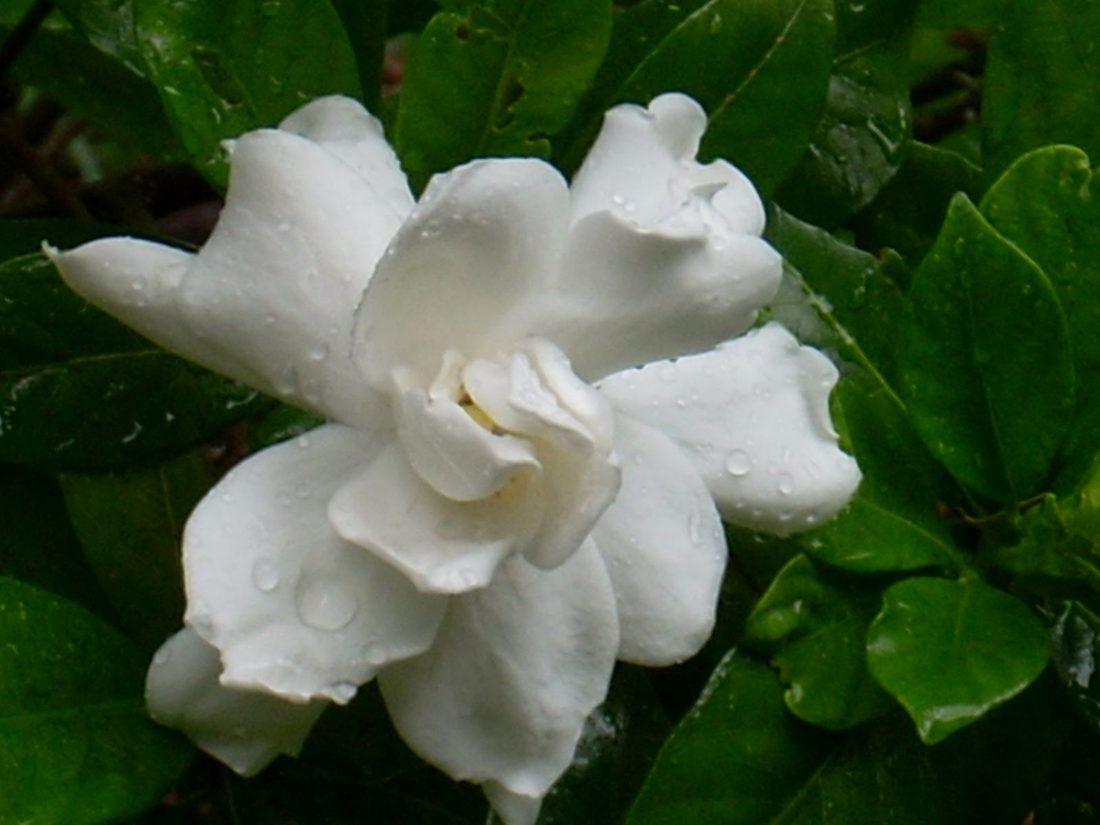 Gardenia grandiflora