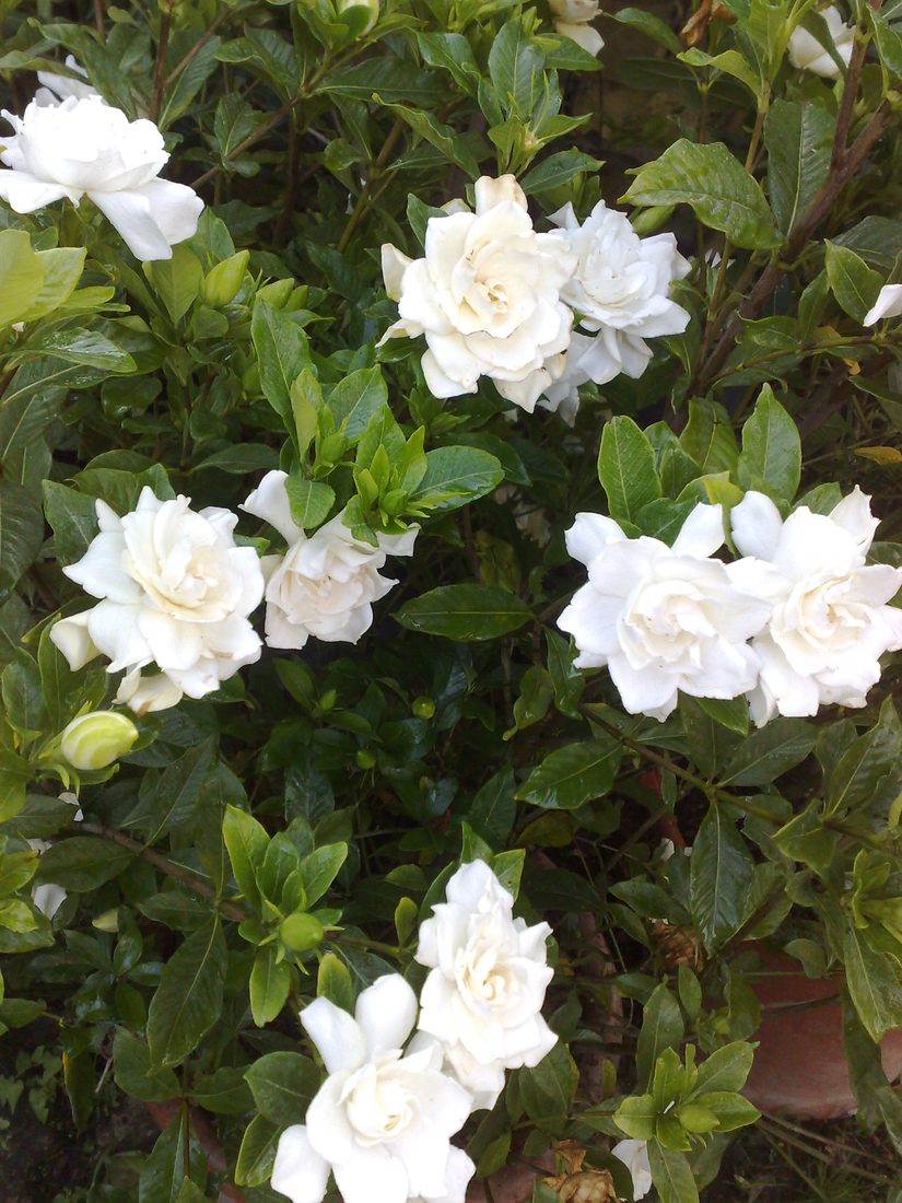 Gardenia multiflora