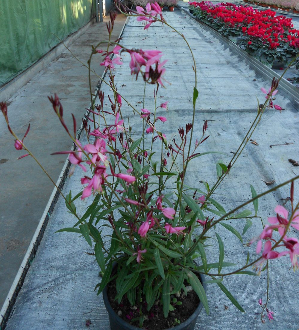 Gaura lindheimeri red