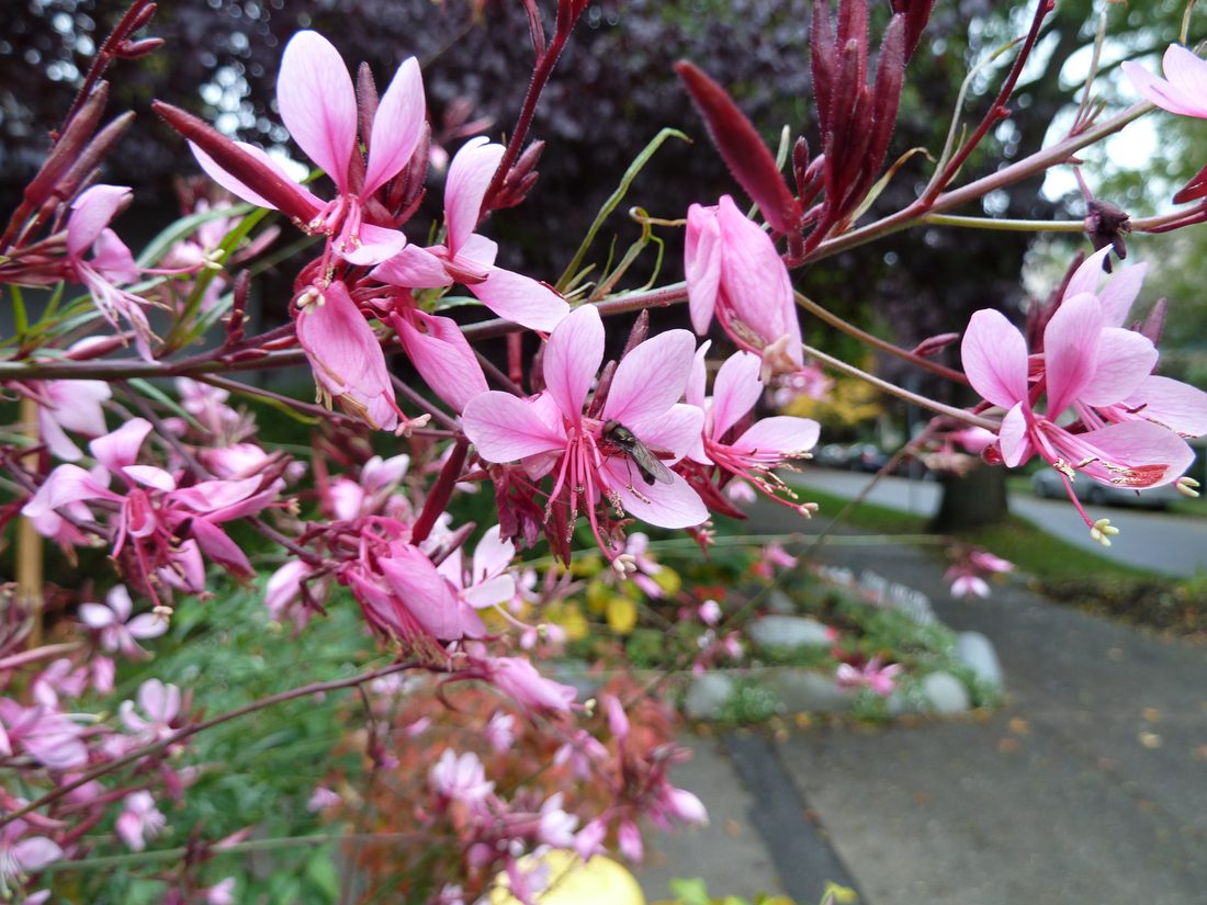 Gaura lindheimeri siskiyou pink