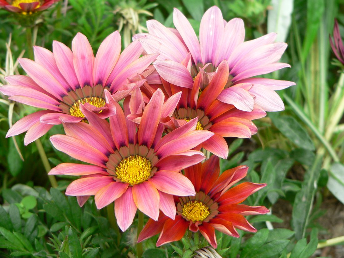 Gazania ibridi