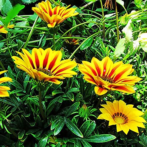 Gazania marittima