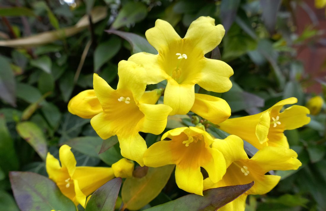 Gelsemium sempervirens