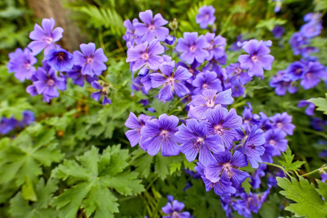 Geranium sempervirens
