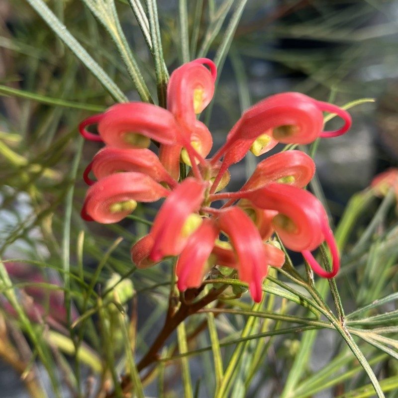Grevillea jonsoni