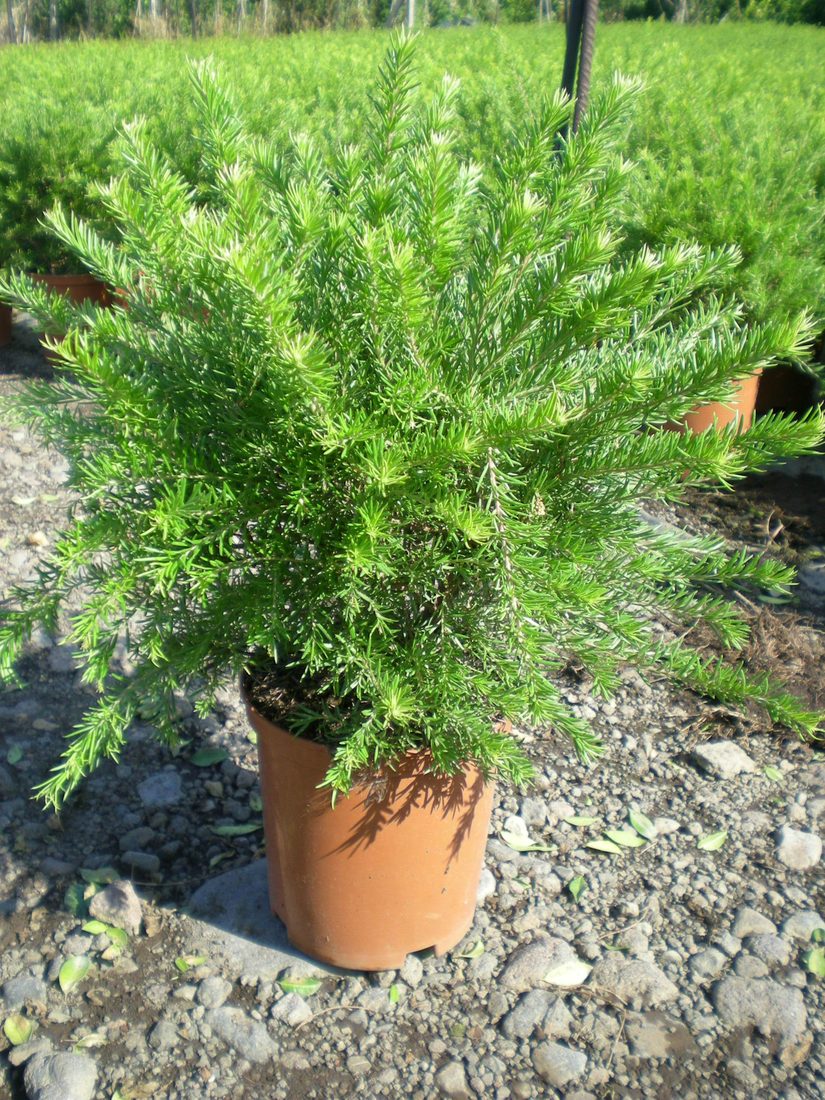Grevillea juniperina