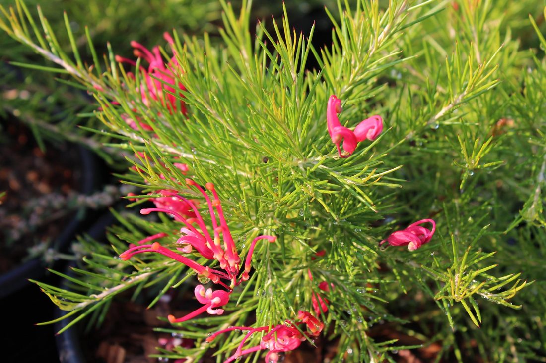 Grevillea lanigera