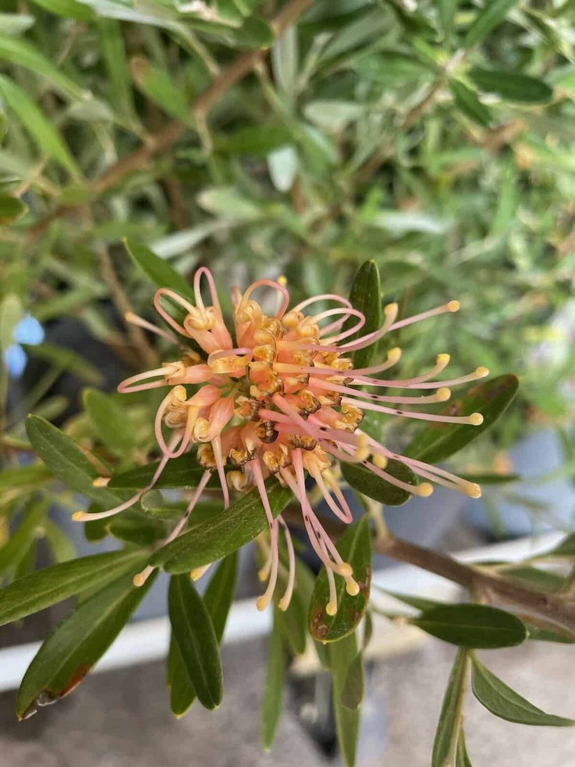 Grevillea olivacea
