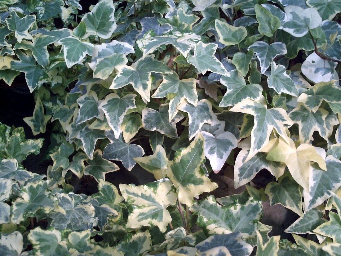 Hedera elegantissima