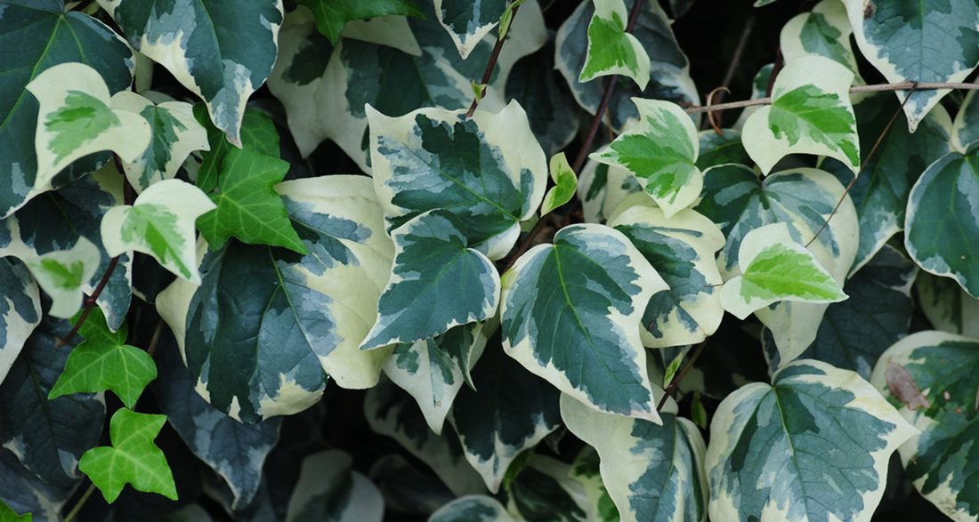 Hedera gloire de marengo