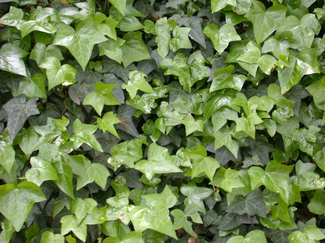 Hedera hibernica