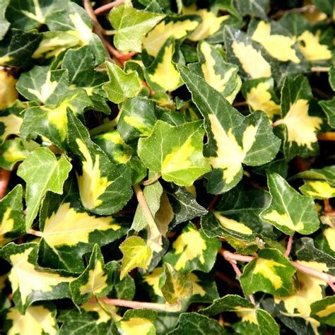 Hedera oro di bogliasco