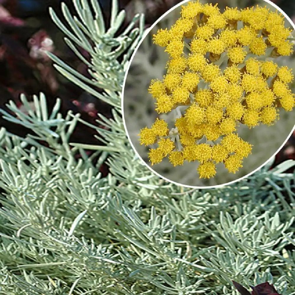 Helichrysum italicum