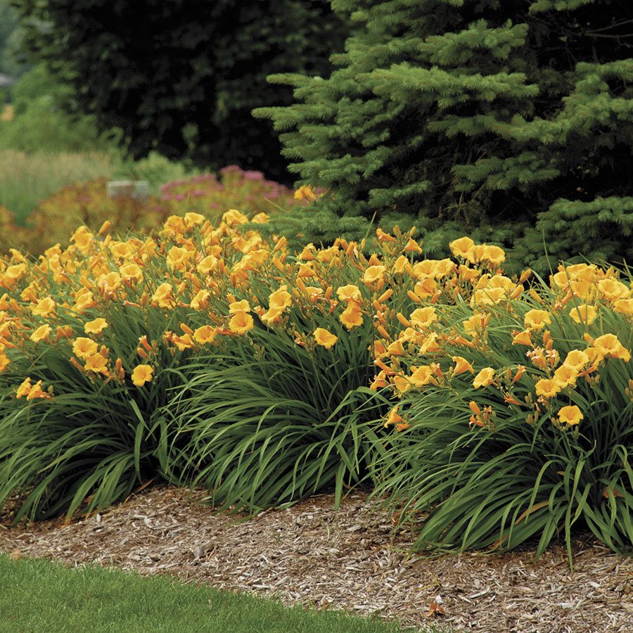 Hemerocallis hibridi