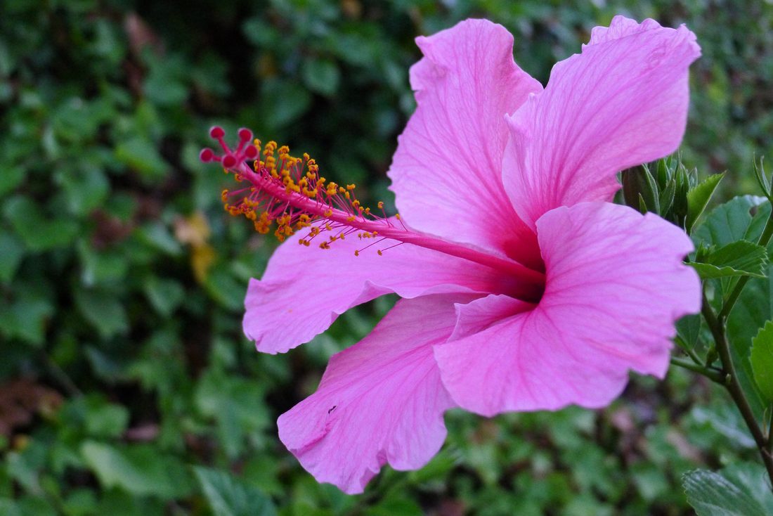 Hibiscus rosa sinenis