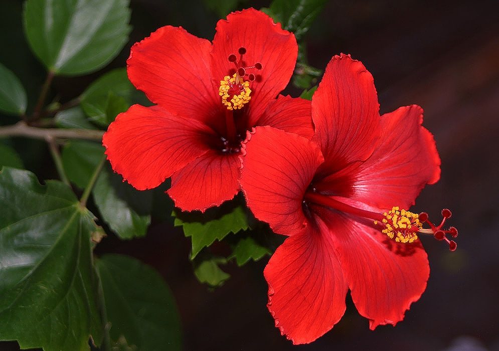 Hibiscus sinensis