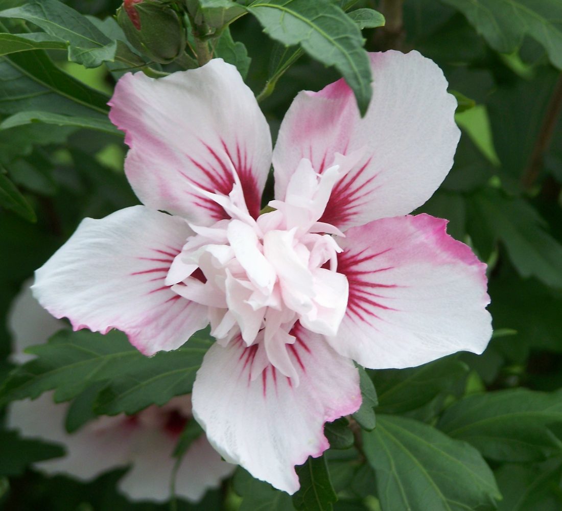 Hibiscus syriacus