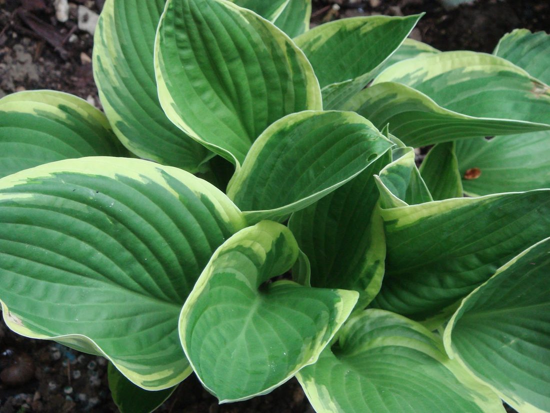 Hosta hibridi