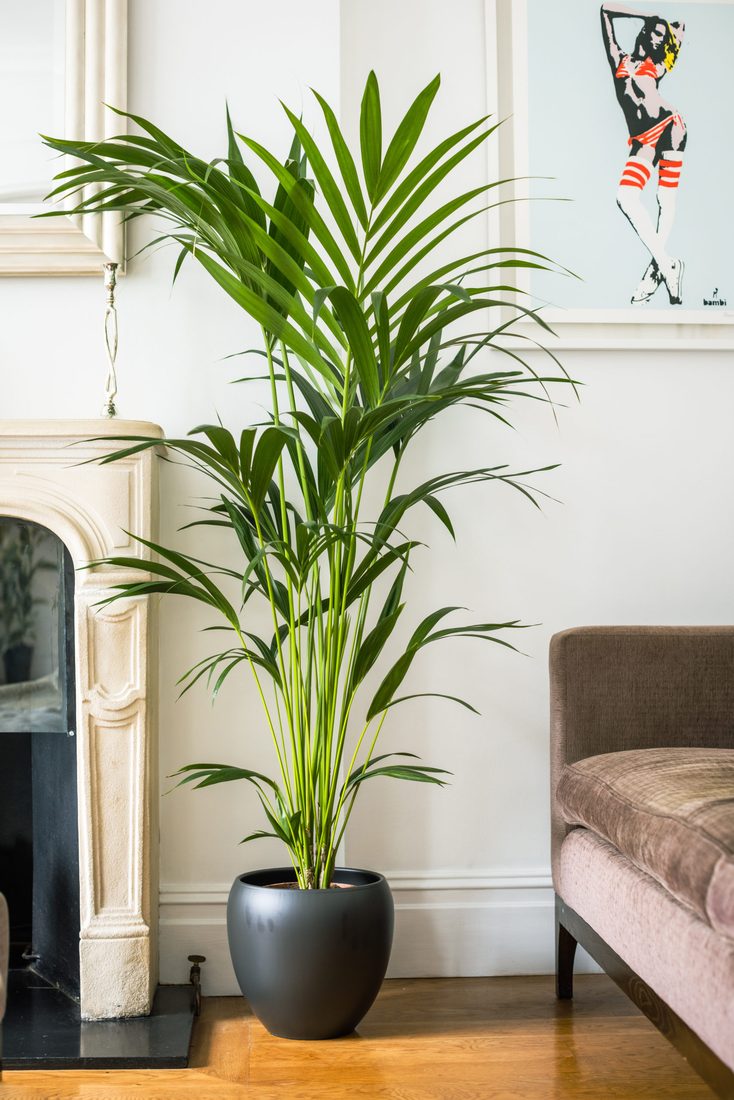 Howea fosteriana ( kentia )